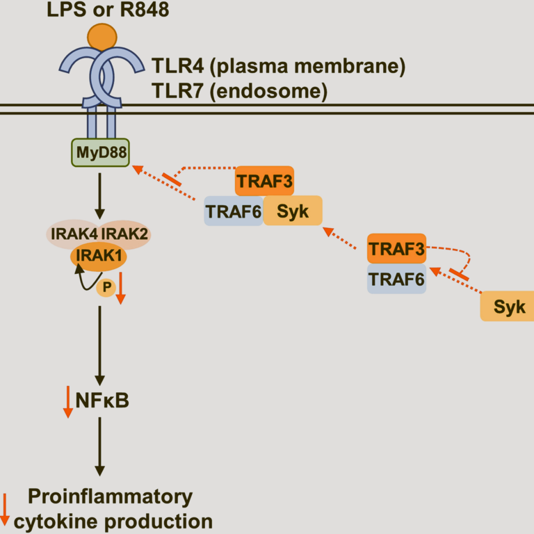 Model of TRAF3-mediated regulation of proximal TLR signaling proteins. 